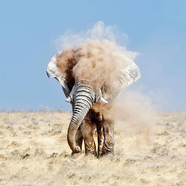 Tusk