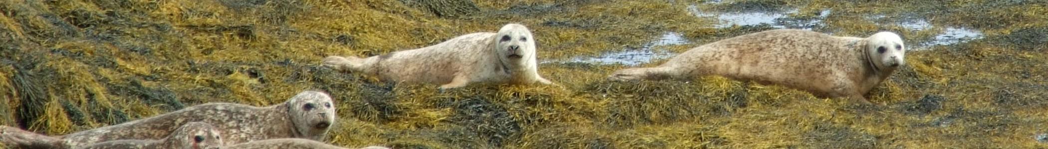 Banner image for Isle of Lewis on GigsGuide