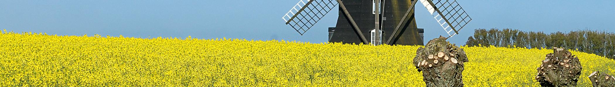 Banner image for Trelleborg on GigsGuide