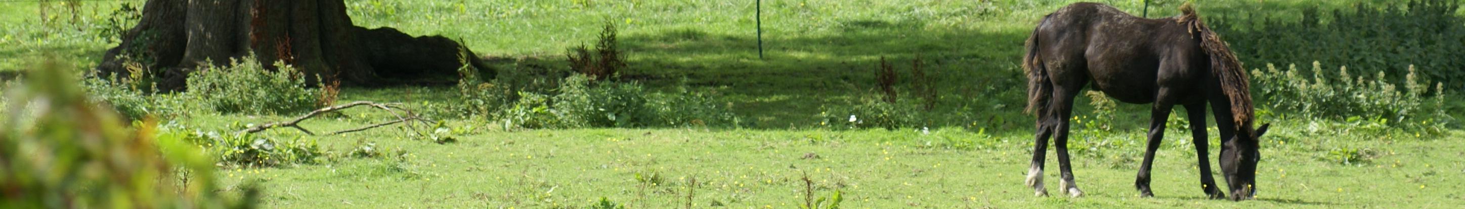Banner image for Wrexham on GigsGuide